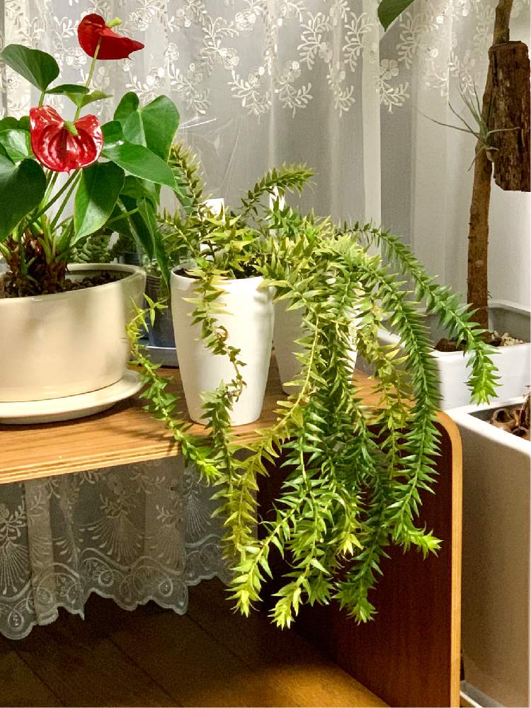 部屋の画像 by あじさいさん | 部屋とシダ科の植物と癒しと吊るしとフペルジア ゴエベリー♡とグリーンと閉店セールと逆さ吊り