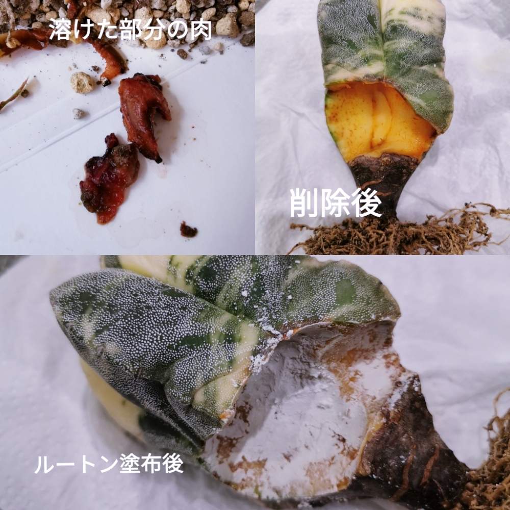 窓辺の画像 by じゅん de Casa Verdeさん | 窓辺と四角ランポー