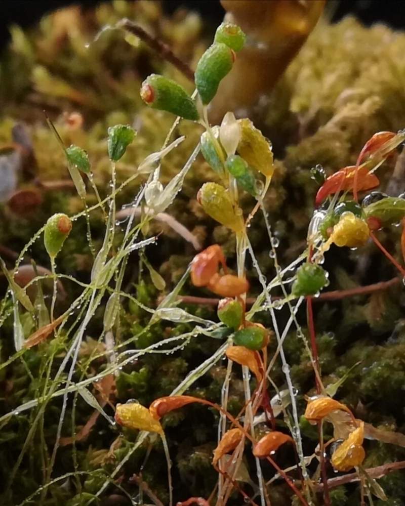 部屋の画像 by 巫女歩さん | 部屋とヒョウタンゴケとミクロの世界と苔の世界と苔(こけ)