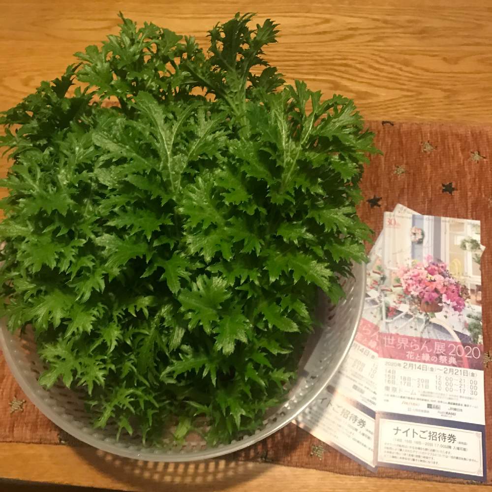 の画像 by GOOSさん | わさび菜と世界らん展2020とたねからの幸せと世界ラン展と家庭菜園と家庭菜園奮闘日記と寒起こしとアブラナ科