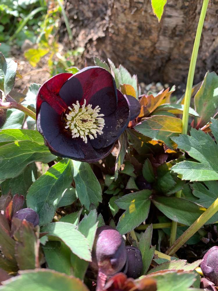 小さな庭の画像 by 『薔薇の初心者教室』How to grow Organic Roseさん | 小さな庭とクリスマスローズ ブラックパールとブラックパール★と クリスマスローズとクリスマスマスローズと花のある暮らしとクリスマスローズ・ブラックパール