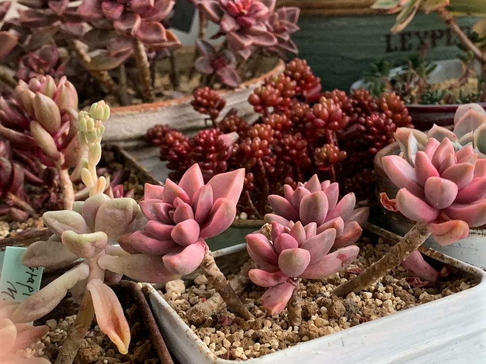 の画像 by kiyoさん | 多肉植物と紅葉する多肉と多肉植物のある暮らしと多肉女子と多肉大好物と寒さと多肉