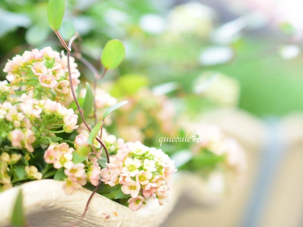 バルコニー/ベランダの画像 by quicoule❁*゚さん | バルコニー/ベランダとアリッサムと今日も笑顔で♡とquicoule's photoとドライフラワーとありがとう❤️とおはようございますとリースとお花が好き♡としあわせ♡と花のある暮らしとアリッサム♡と優しい時間と冬のインテリアグリーンフォトコン