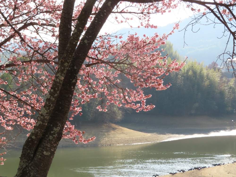お出かけ先の画像 by ふくちゃんさん | お出かけ先と寒 桜とボタニカルスポット2020冬と可愛い花と金曜キラキラと花のある暮らしとうどん県人会