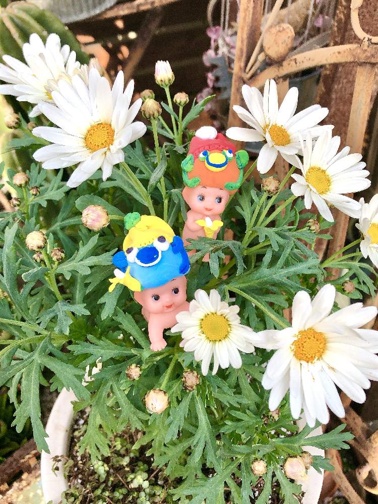 小さな庭の画像 by ❤︎15さん | 小さな庭とマーガレットとGS映えと植中毒と可愛いがぁ❤︎とバラと夢CLUBとほーちゃんQPと多肉2016同期とガーデン❤︎と花のある暮らしと花の16年組♡とサビサビ❤︎と花も多肉も好き