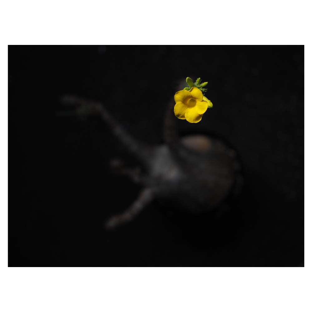 部屋の画像 by Tenさん | 部屋とパキポディウム・グラキリスと多肉植物とパキポディウム属と植物のある暮らしと多肉植物のある暮らしとコーデックスとCaudexと職場の撮影ポイントと塊根植物と成長記録とアートなTen写と珍奇植物とTen'sコーデックスとビザールプランツとアーティスティックフォトコン