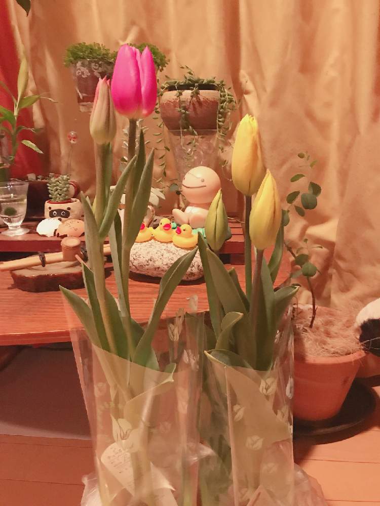 窓辺の画像 by manabenoLMさん | 窓辺とチューリップとプランター野菜と種からと動物大好きと多肉のある暮らしとインテリアと植物とハリネズミと緑のある暮らしと自給自足と多肉女子と四季咲きと夫婦でと実のなる木と花のある暮らしと水草と自家製野菜と家庭菜園奮闘日記とプラスチックスマートとエアプランツとインテリアグリーンとアクアテラリウム