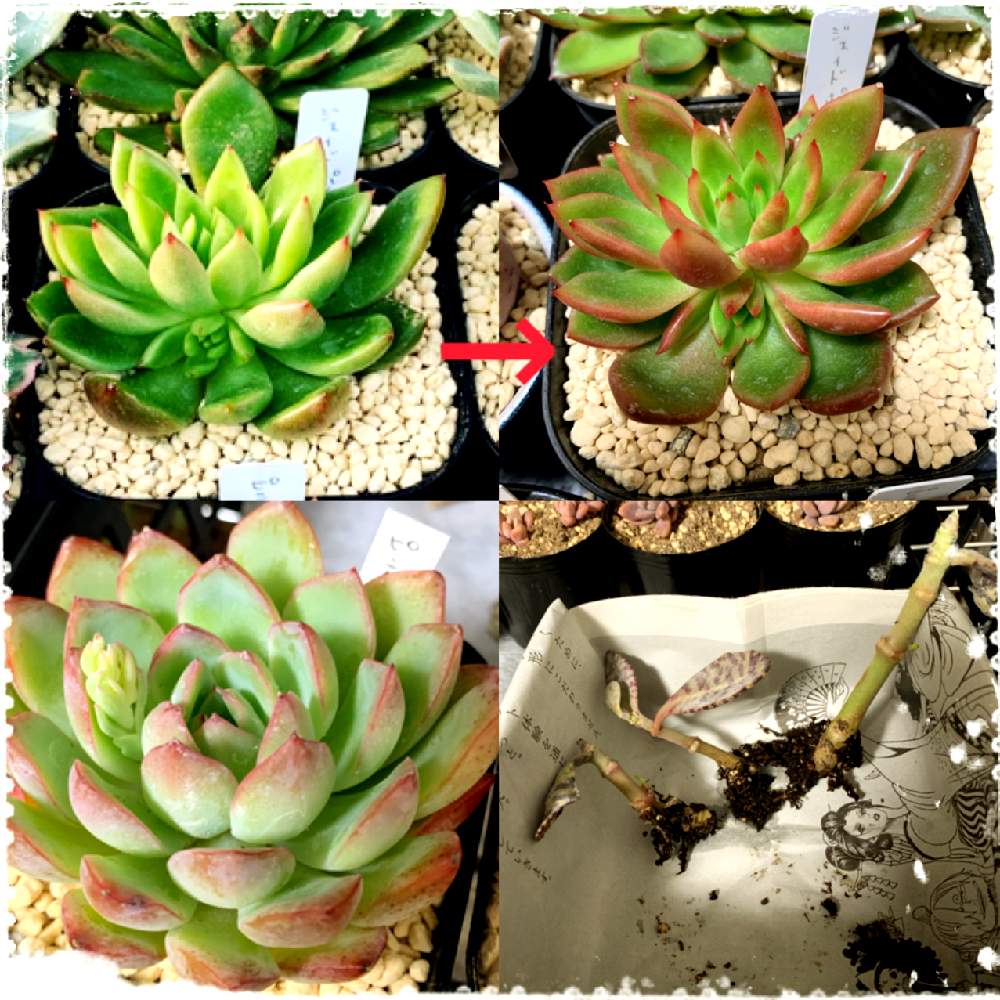 小さな庭の画像 by ღmomoღさん | 小さな庭と多肉植物と外組の1部とお金をかけずに楽しむと田舎と相談と多肉女子とガーデニング初心者と名前覚えるの苦手ですと花のある暮らし