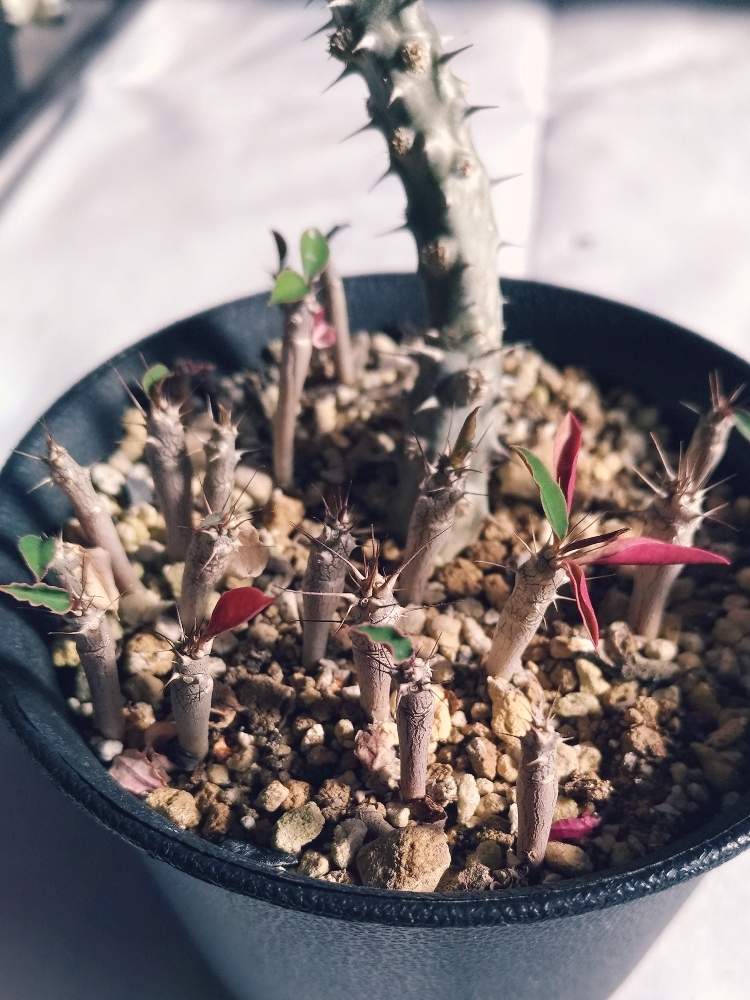 部屋の画像 by ashさん | 部屋と多肉植物と植物のある暮らしとハナキリン(花麒麟)とユーフォルビア属。とユーフォルビアと花キリン倶楽部