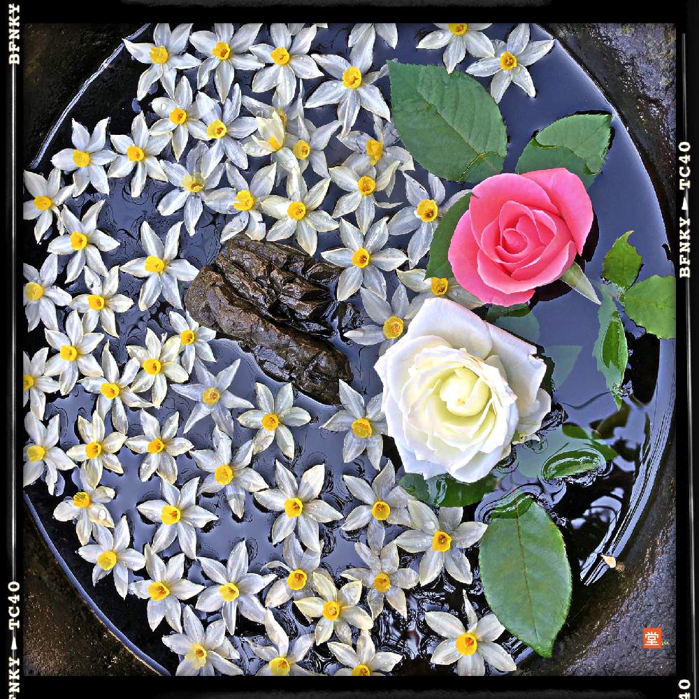 小さな庭の画像 by Kazyanさん | 小さな庭と薔薇 和堂と薔薇シリーズ 和堂と詩歌と石臼シリーズ 和堂と石臼遊び 和堂と石臼と花咲シリーズ 和堂と石臼と薔薇 和堂と詠歌シリーズ 和堂と石臼と花華たち 和堂と石臼遊びシリーズ:春の編と石臼遊びシリーズ 和堂と万葉の藪庭シリーズ 和堂とバラが咲いた♫とバラ:薔薇シリーズ 和堂と薔薇の花を楽しむ 和堂と万葉の藪庭の花々 和堂と薔薇の花シリーズ 和堂と詠歌と薔薇の花と万葉の藪庭シリーズ編