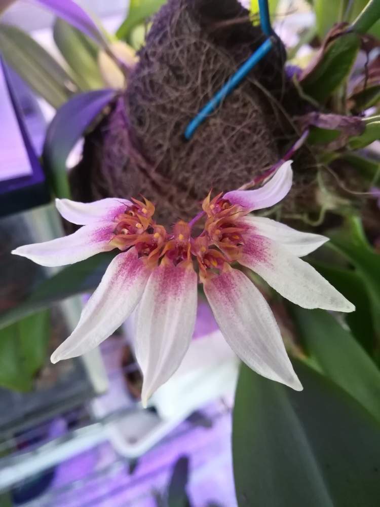 部屋の画像 by 阿南田零さん | 部屋とバルボフィラム レピダムとBulbophyllum lepidumと洋蘭と蘭を楽しむフォトコンと着生ランとピンクの花とラン科とバルボフィラムとマメヅタラン属と洋蘭広め隊とバルボフィラム原種と原種ランと着生蘭と花のある暮らしと洋蘭原種とBulbophyllum属とバルボフィラム属
