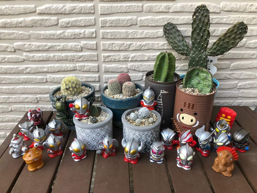 の画像 by のんのんさん | 帰って来たウルトラコラボ祭りとキュンキュン乙女倶楽部とヒヤミカチ首里城!と多肉大好きと今日も笑顔でと多肉のある暮らしとひやみかち首里城!とGSミニモニ。と全国オヤジ連合会とサボテンのある暮らしと多肉女子と今日も元気でと花のある暮らしとたにおたくらぶ