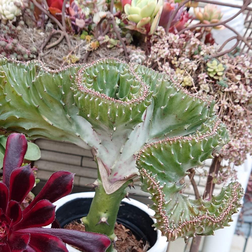 エクステリアの画像 by *aco*さん | エクステリアとユーフォルビア マハラジャと多肉植物とHTCと植物のある暮らしとわが家の多肉スペースと多肉植物のある暮らしとひやみかち首里城!と相談と多肉女子とガーデニング