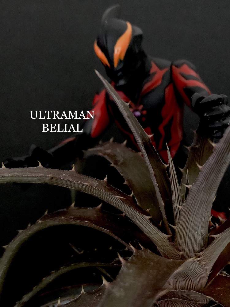 バルコニー/ベランダの画像 by くるとん**さん | バルコニー/ベランダとディッキア.と帰って来たウルトラコラボ祭りと多肉植物とたにおたくらぶNo.147とヒヤミカチ首里城!と神奈川タニラーとno green no lifeと緑のある暮らしと多肉ラボ©とたにおたくらぶと繋がりに感謝✨