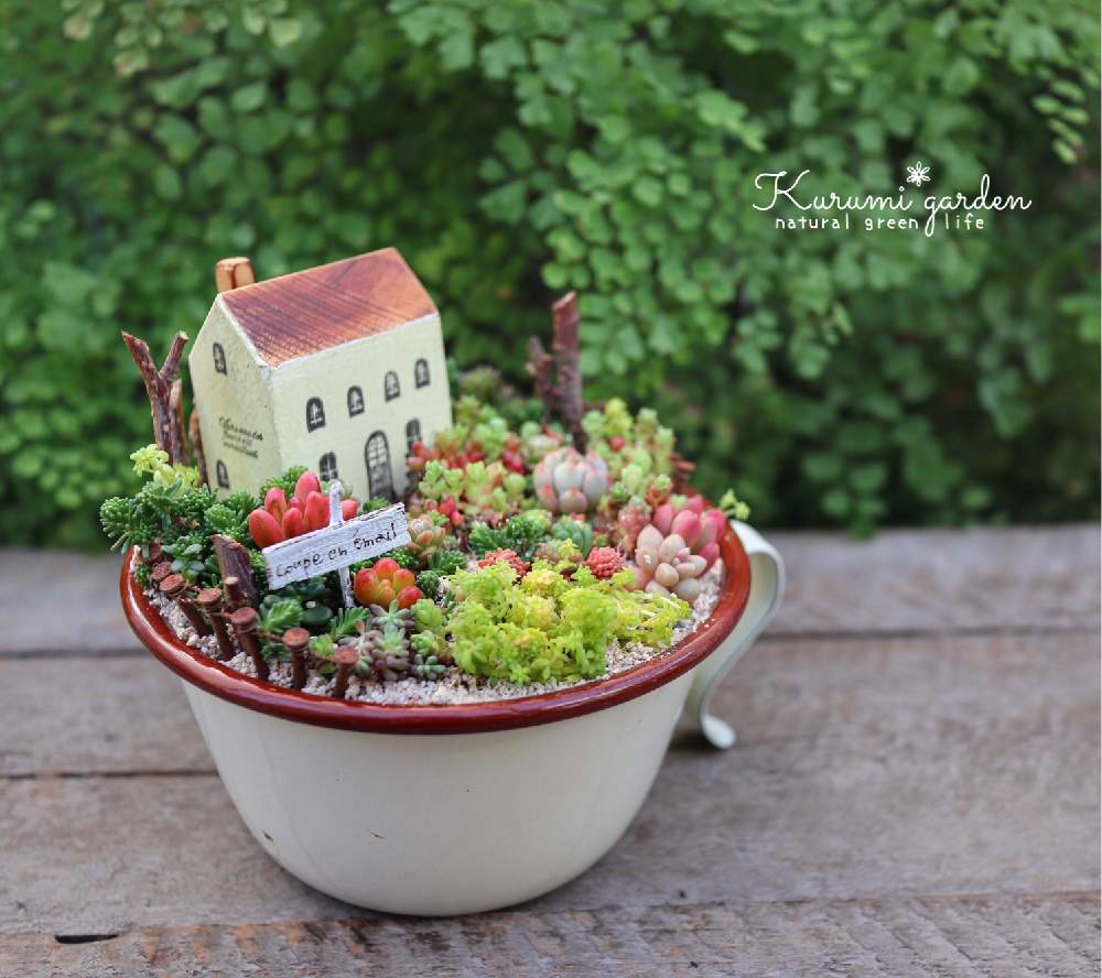 の画像 by くるみ*さん | 多肉植物 寄せ植えと箱庭と箱庭 多肉植物と世界らん展2020と多肉箱庭とkurumi gardenと東京ファンタスティックとイベントとお誘いと多肉植物のある暮らしとイベント出店とGSのみなさんに感謝♡と多肉ワークショップとくるみガーデンとTOKYO FANTASTICと展示販売と表参道と小さな世界とKurumi*gardenとtokyofantasticとポップアップストアと世界らん展と東京ドームとミニミニハウス