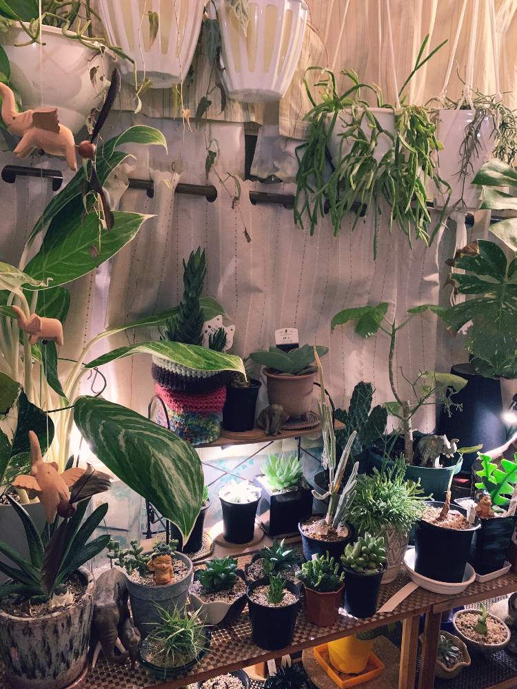 部屋の画像 by ロビチビさん | 部屋と変わった植物と多肉女子とGreenSnapmarcheと花のある暮らしと葉っぱアートと班入り植物と吊り下げ鉢