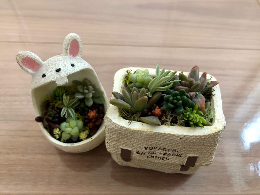 お出かけ先の画像 by kayさん | お出かけ先と多肉植物の寄植えと花のある暮らしと植中毒とお家の中で