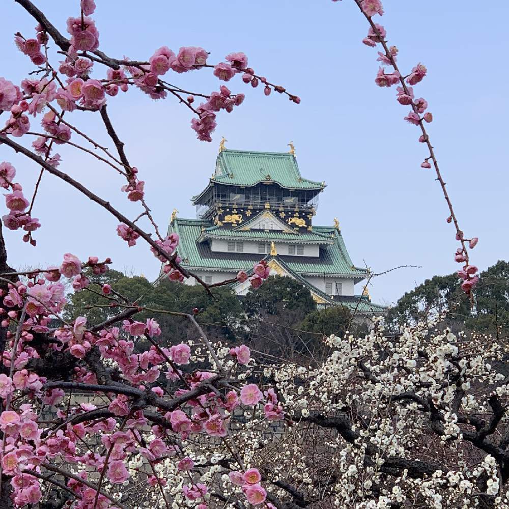 お出かけ先の画像 by Okavangoさん | お出かけ先と冬・OSAKAと大阪城梅林と大坂城と大阪城公園ともしかして春と三春色とボタニカルスポット2020冬と紅白・JAPANと城郭・天守閣と青・スカイブルー