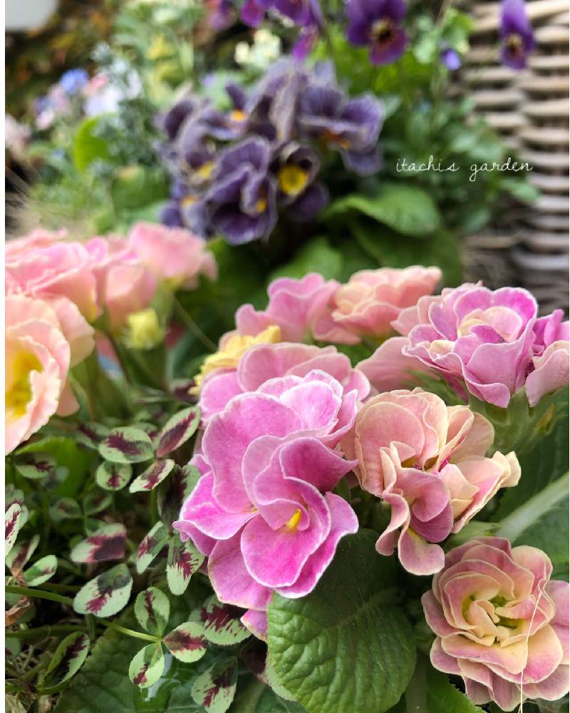 玄関の画像 by itachiさん | 玄関と趣味がお仕事にと植物のある暮らしとお花大好き♡と寄せ植えとガーデニング大好き❤️と植物大好きと植えっぱなしと ジュリアンと癒されるとクローバー☆と可愛いと花のある暮らしと玄関先とプリムラ パロマ