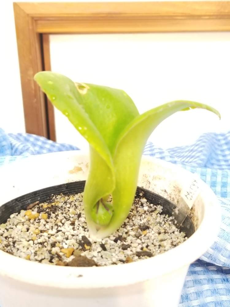 部屋の画像 by poimoiさん | 部屋とレア植物と塊根女子とかわいい♡とデプレッサムと花のある暮らしとマッソニア属とマッソニア