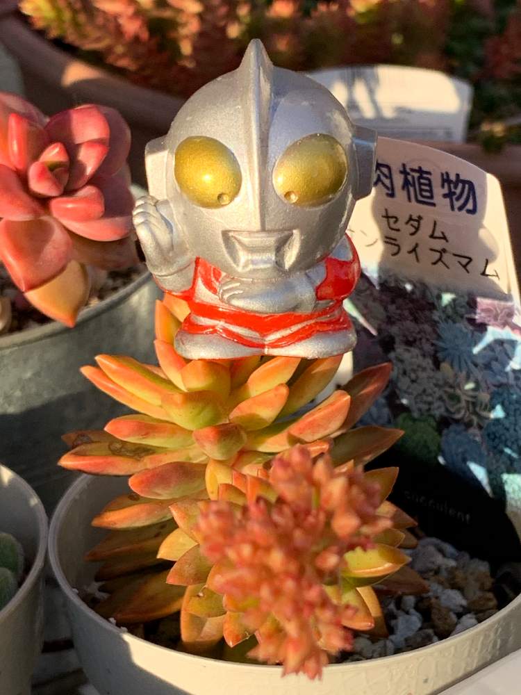 小さな庭の画像 by reicoさん | 小さな庭と帰って来たウルトラコラボ祭りと多肉植物とヒヤミカチ首里城!と初心者とひやみかち首里城!と❤️いいね、ありがとうと神奈川県とタナベフラワーとサンライズマム セダム属
