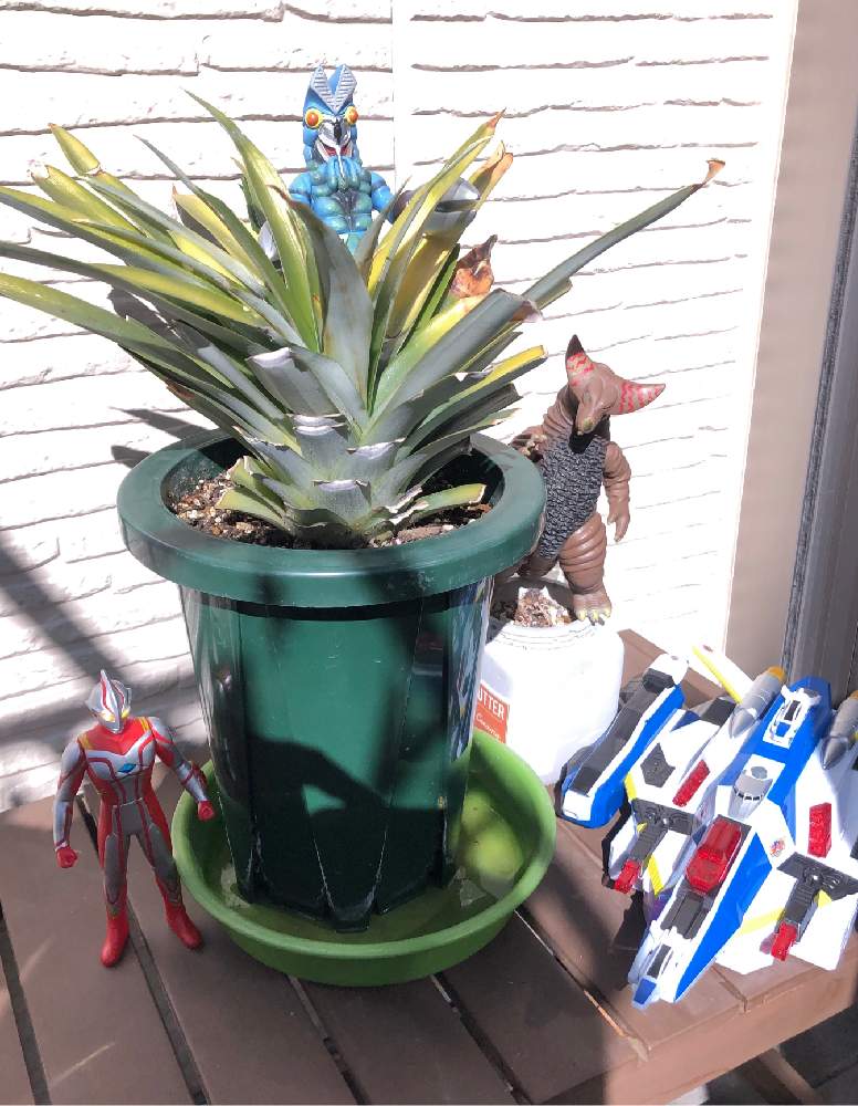 の画像 by のんのんさん | 帰って来たウルトラコラボ祭りとパイナップルのあたまとパイナップルのヘタとパインあたま倶楽部とキュンキュン乙女倶楽部とヒヤミカチ首里城!と今日も笑顔でとひやみかち首里城!とGSミニモニ。と全国オヤジ連合会と今日も元気でとたにおたくらぶ