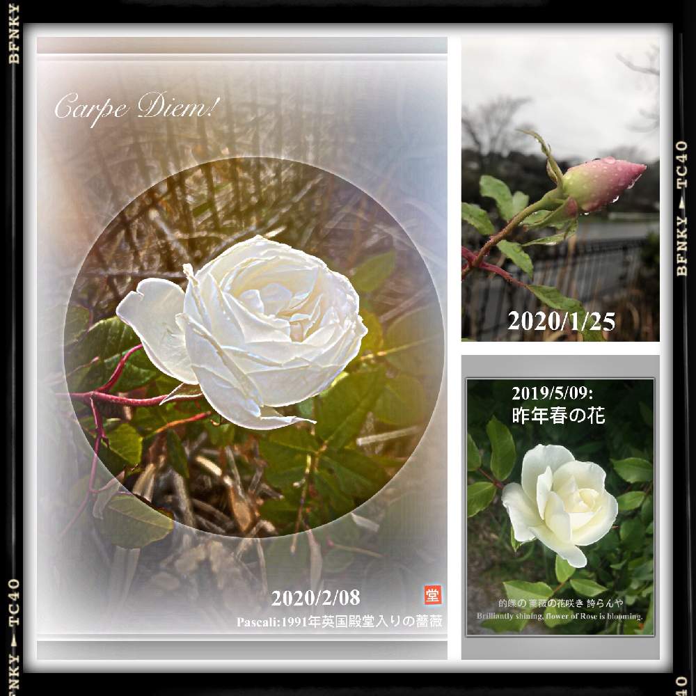 小さな庭の画像 by Kazyanさん | 小さな庭と花のある暮らし 和堂と薔薇 和堂と薔薇シリーズ 和堂と花のある暮らしと薔薇のある暮らし 和堂と薔薇のある暮らしと万葉の藪庭シリーズ 和堂とばら 薔薇 バラとバラが咲いた♫とバラ:薔薇シリーズ 和堂と詩歌と薔薇の花を楽しむ 和堂と宮崎市清武町と万葉の藪庭の花々 和堂と薔薇の花シリーズ 和堂と薔薇の花と万葉の藪庭シリーズ編