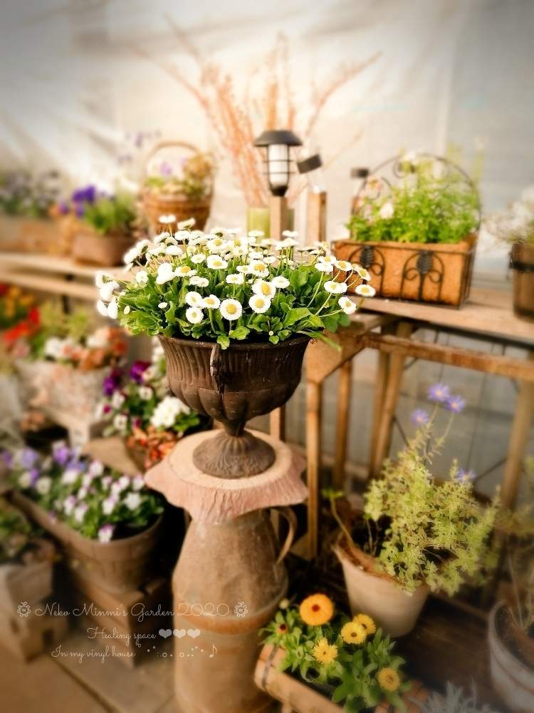 の画像 by 猫みんみさん | デージーとみどりのある暮らしと植物のある暮らしとビニールハウスとガーデニング初心者ともりもりと花のある暮らし