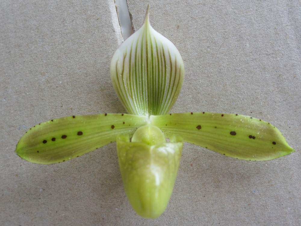 部屋の画像 by woodAppleさん | 部屋とPaph. tonsumと洋蘭と蘭を楽しむフォトコンとトンサムと洋蘭原種と蘭はいいよ❤️