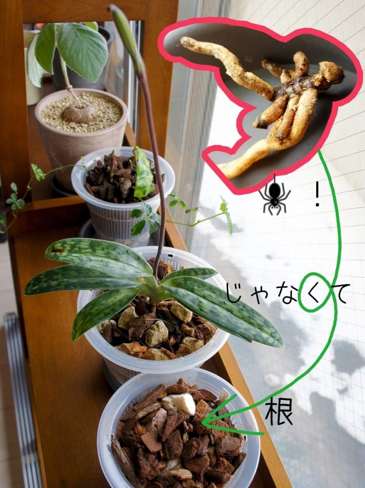 部屋の画像 by woodAppleさん | 部屋と洋蘭と蘭を楽しむフォトコンと蘭はいいよ❤️とPaph.callosum var.sublaeveとタイランデンセと洋蘭原種とパフィオペディラム原種