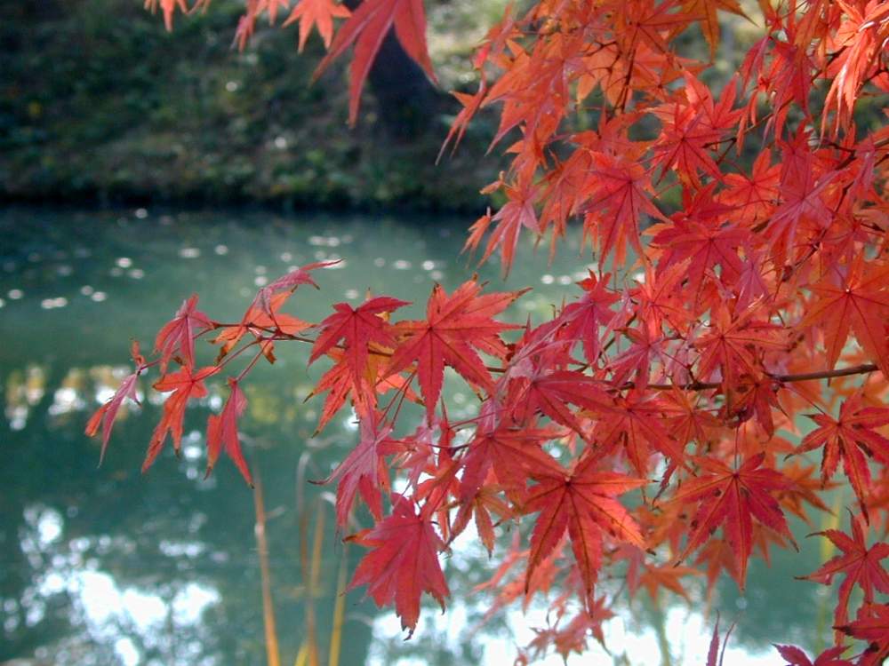 お出かけ先の画像 by hiroshiさん | お出かけ先とモミジと紅葉と今日の花と花のある暮らしと今日のお花