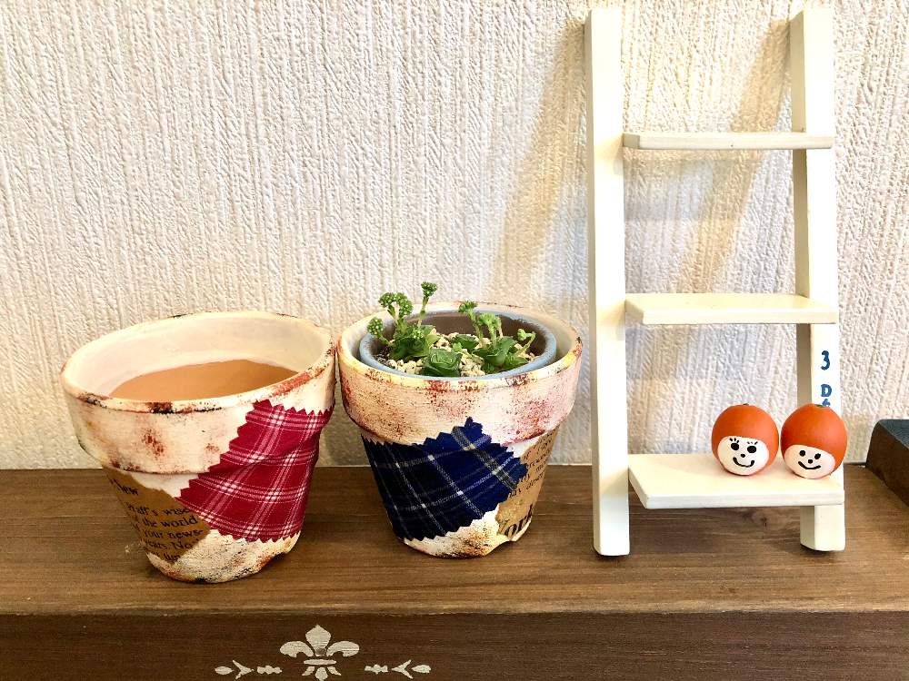 の画像 by のんのんさん | ソシアリスとクラッスラ 雪の妖精とキュンキュン乙女倶楽部と素敵便とヒヤミカチ首里城!と多肉大好きとありがとう♡と今日も笑顔でと多肉のある暮らしとひやみかち首里城!とGSミニモニ。と全国オヤジ連合会とサボテンのある暮らしと多肉女子と今日も元気でと花のある暮らしとたにおたくらぶ