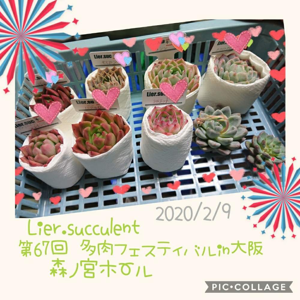お出かけ先の画像 by りえさん | お出かけ先とGS2年生と狩っ多肉とリエール苗とlier苗とLier.succulentと多肉女子とたにおたくらぶNo.59と新入りさんと仲間入りとテンション⤴︎とlier多肉フェスティバルとたにおたくらぶ