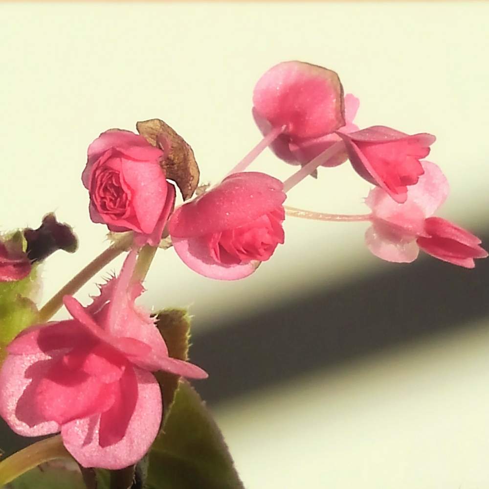 部屋の画像 by Digitalisさん | 部屋とベゴニアとキュンキュン乙女倶楽部とピンクの花とベゴニアタブレット☆と桃色吐息とGSアダルトチーム