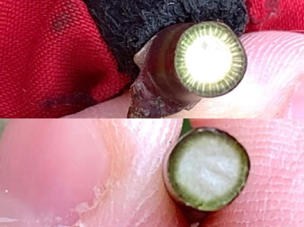 の画像 by 『薔薇の初心者教室』How to grow Organic Roseさん | 充実したバラの枝と充実してないバラの枝とバラ初心者と小山内健とばら バラ 薔薇と薔薇愛同盟と薔薇男子とロザリアンレディーと水曜ローズショーと薔薇女子と初めてのバラとバラの育て方とバラの講演会と花のある暮らしとバラ・ミニバラとロザリアンとバラの冬のお手入れと初めての薔薇とバラを楽しむとバラのお手入れとロザリアンメンズ