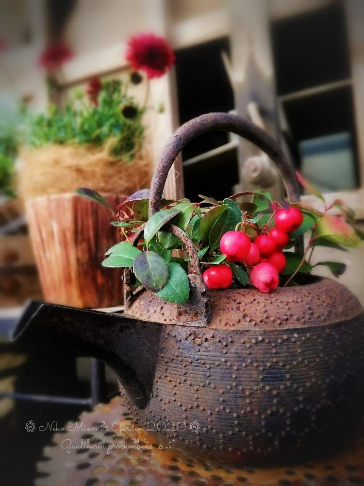 の画像 by 猫みんみさん | チェッカーベリーとみどりのある暮らしと渋いと植物のある暮らしとサビサビと鉄器とビニールハウスとガーデニング初心者と実を付けた植物フォトコンと花のある暮らしとかわいいと赤い実