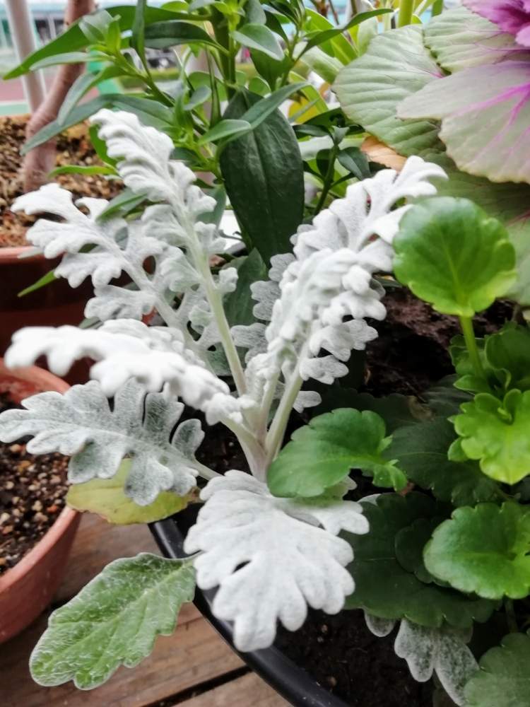 バルコニー/ベランダの画像 by mom.sさん | バルコニー/ベランダと鉢植えと花のある暮らしと今日のお花と冬晴れ☀