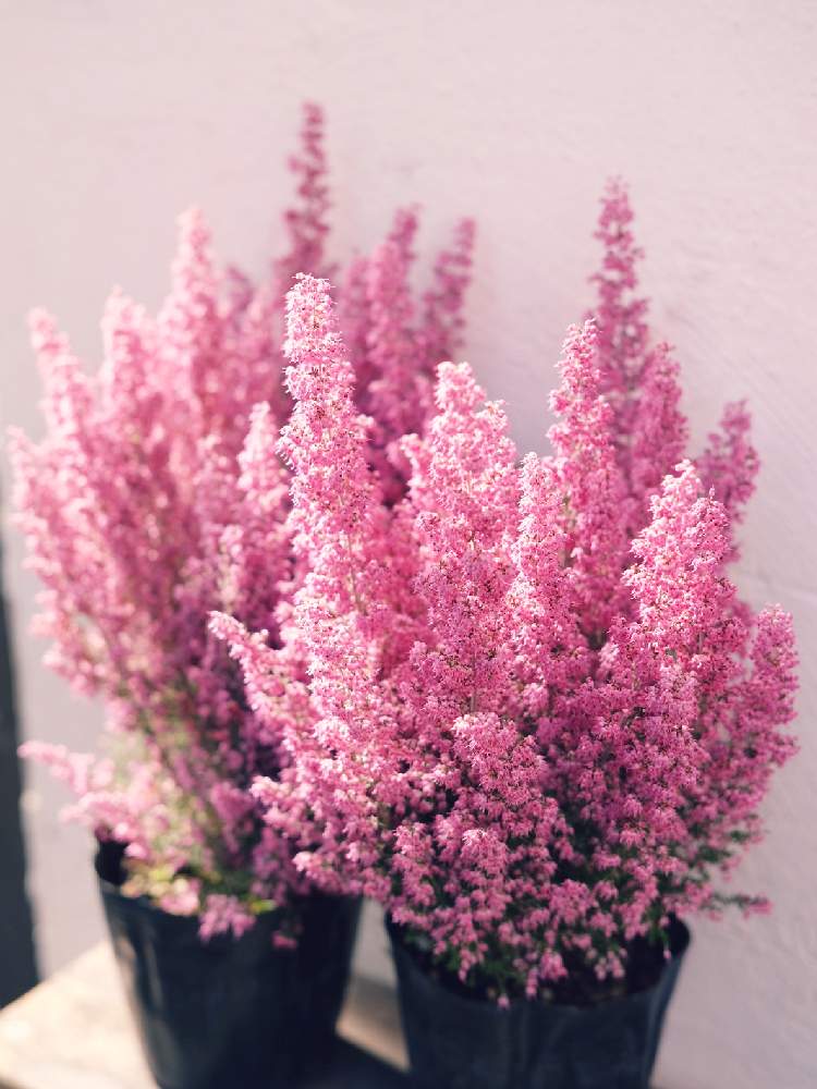 の画像 by Green Terraceさん | 淡雪エリカと入荷情報♪と寄せ植えと新規入荷と季節の花とオススメとお知らせとピンクのお花と花のある暮らしとお花屋さん