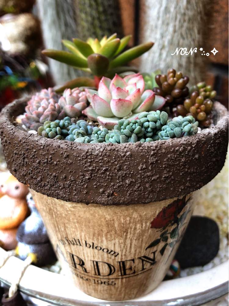 小さな庭の画像 by のん☆さん | 小さな庭とセダムと多肉と多肉植物とみどりのある暮らしと寄せ植えとリメ鉢と花のある暮らし