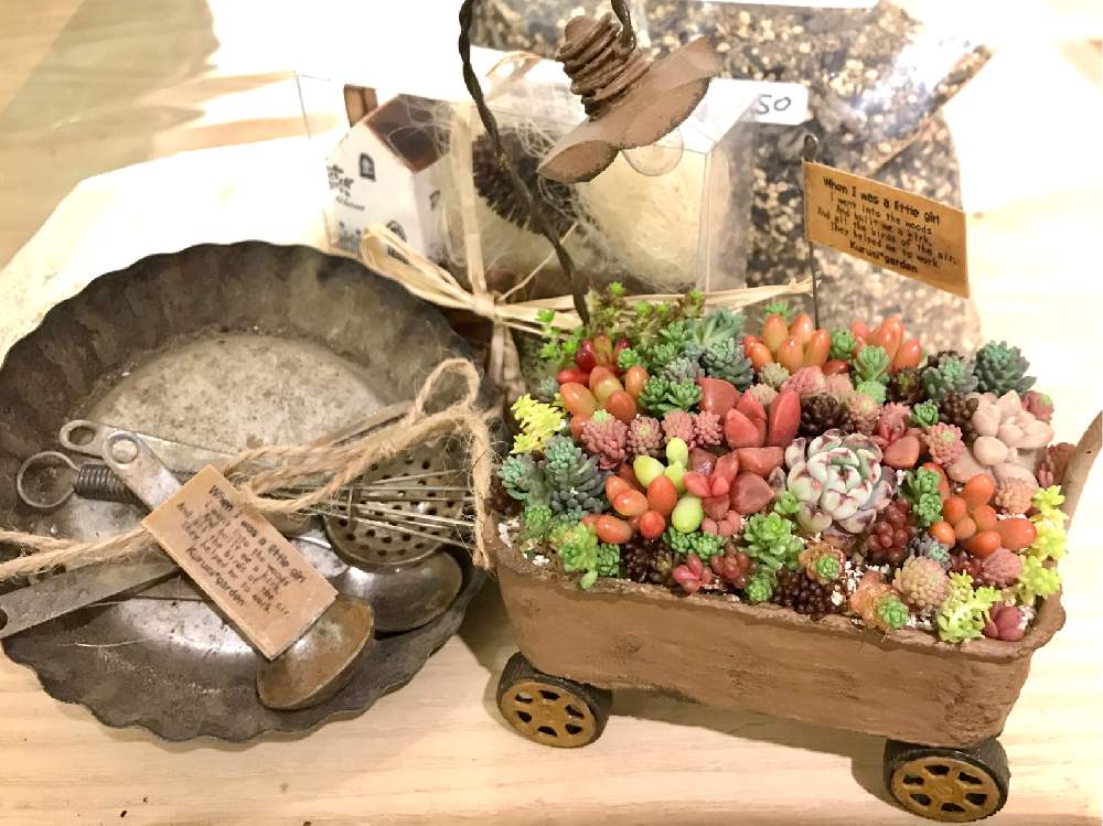 お出かけ先の画像 by ココさん | お出かけ先と多肉植物とくるみさんの茶こしリース♡