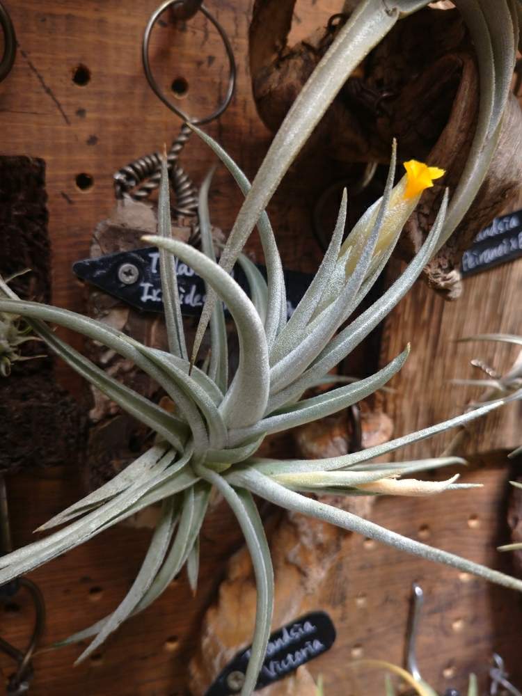 部屋の画像 by ちょこぼっさん | 部屋とチランジア イキシオイデス フレグラントドワーフと着生植物と室内植物ラックDIYと開花待ちとハンキングとえせボタニストと植中毒と着生蘭と植物用LEDと花のある暮らしと熱帯植物とチランジア中毒者とエアープランツ/チランジアと芳香種