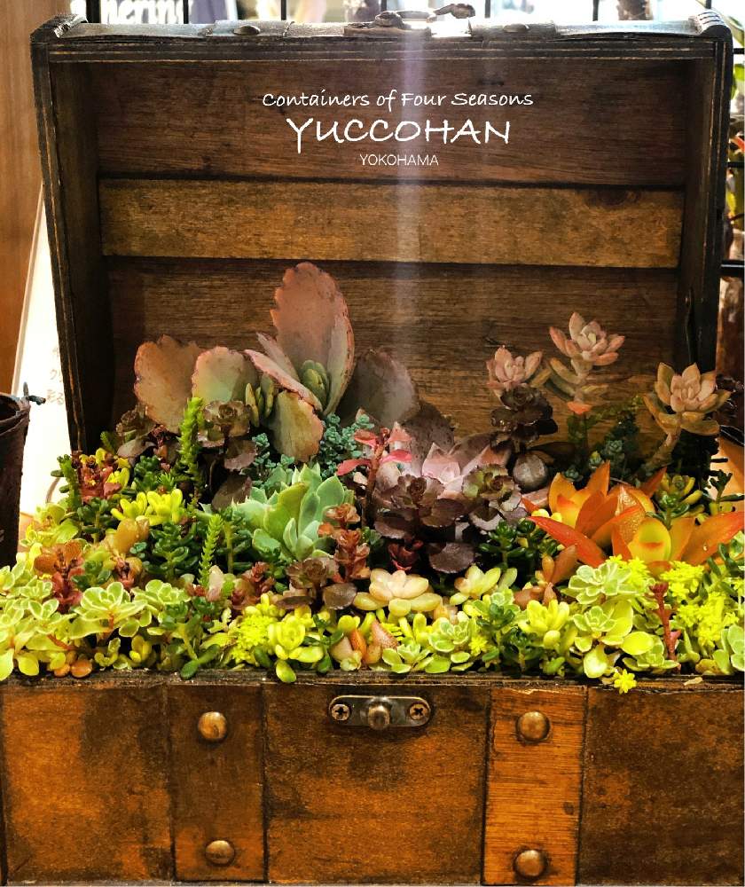お出かけ先の画像 by 寄せ植え屋ゆっこはんさん | お出かけ先と寄せ植えと西武百貨店とイベント出店と横浜女性起業家と多肉女子と寄せ植え屋ゆっこはんと東戸塚西武百貨店と多肉教室と多肉寄せ植えとちまちま寄せ