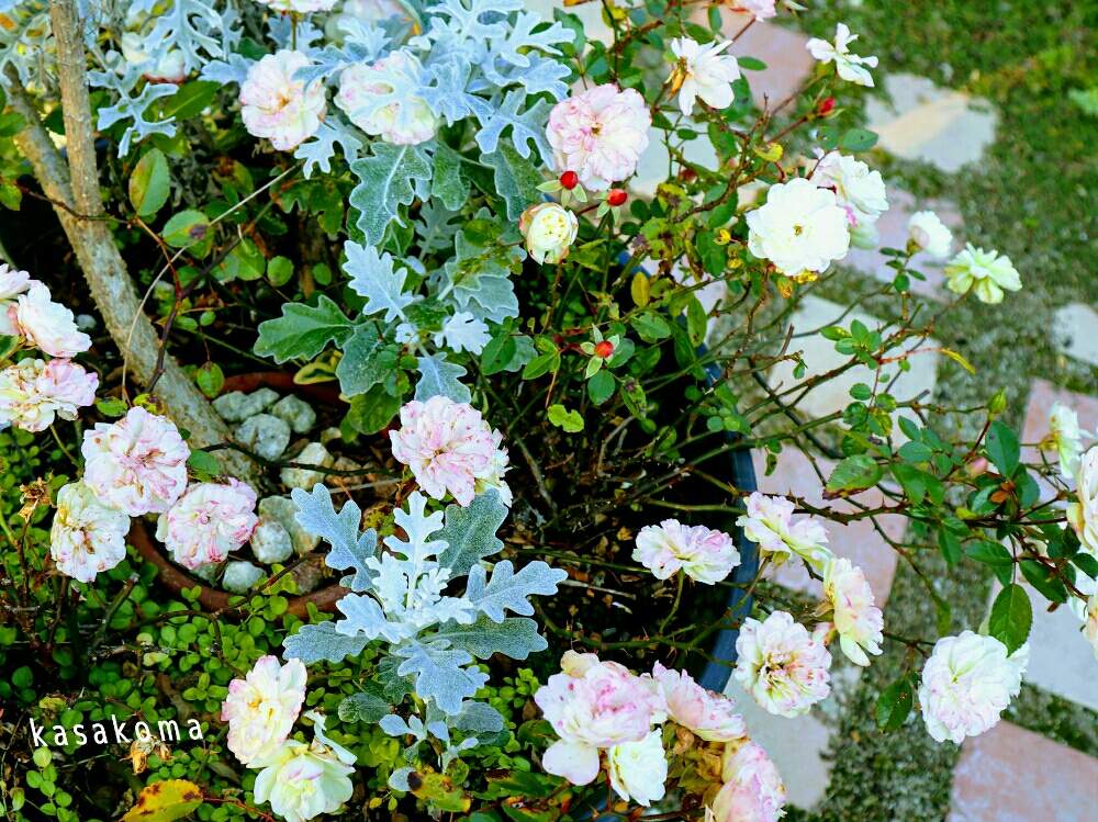 小さな庭の画像 by kasakomaさん | 小さな庭とシロタエギクとミニバラ・グリーンアイスと薔薇愛同盟とバラのある暮らしと一眼レフ初心者と植中毒と鉢植えと花のある暮らしとバラ・ミニバラ