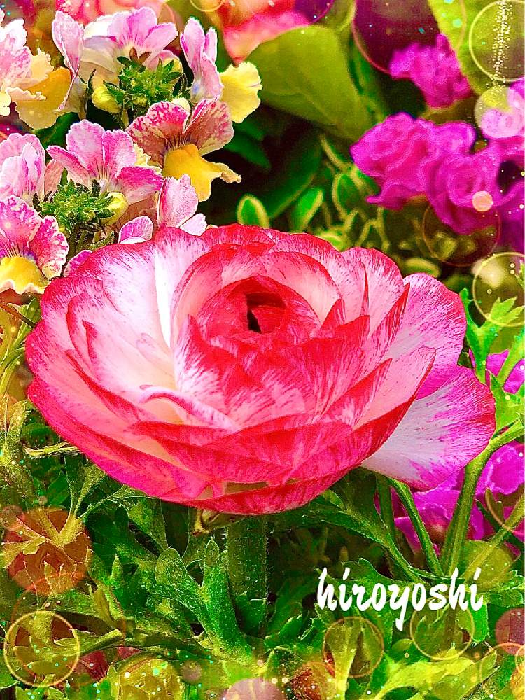 の画像 by hiroyoshiさん | ラナンキュラスバイオレットバイカラーとネメシアバナナスワールと寄せ植えと可愛いと花のある暮らしと綺麗