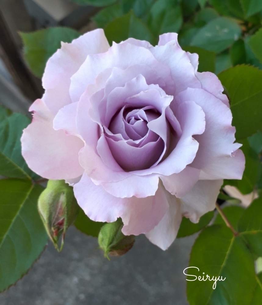 の画像 by hanamizukiさん | バラ 清流と過去picとばら バラ 薔薇と鉢植えと花のある暮らしと薔薇♪と薔薇あどと麗しい