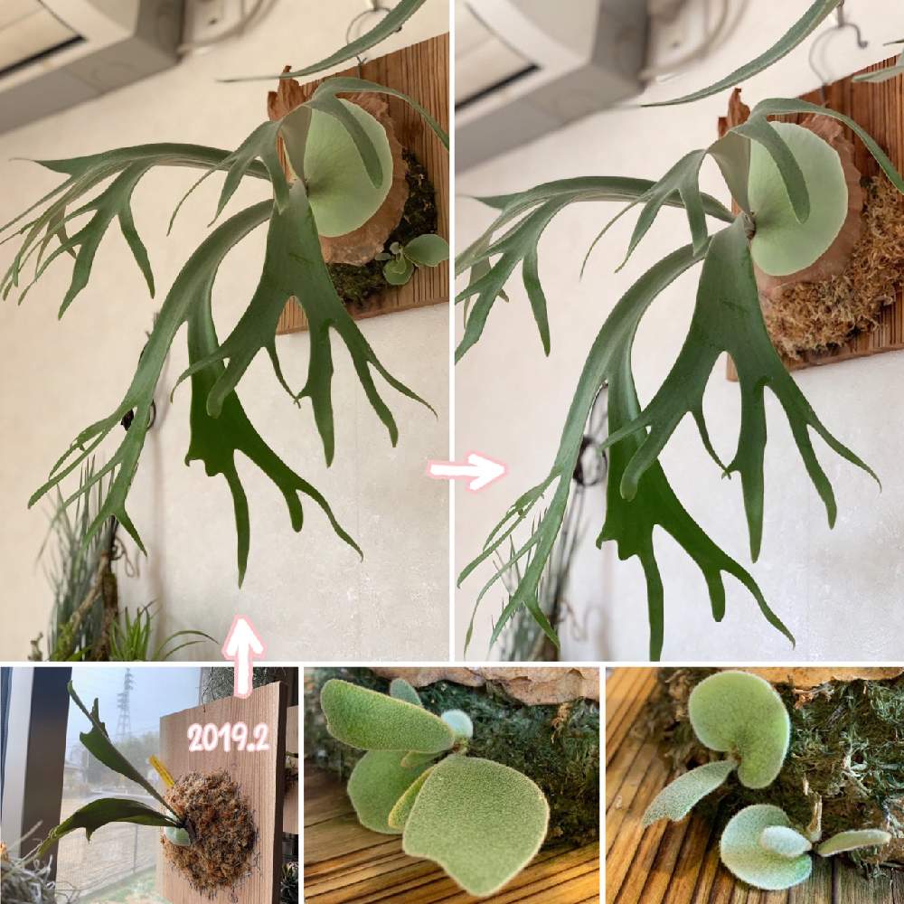 壁/天井の画像 by かおりさん | 壁/天井とビカクシダ ウィリンキーと観葉植物を楽しむとボタニカルと男前植物とボタニカル女子とグリーンのある暮らしと大満足とボタニカル・ライフとお気に入りと葉っぱのある暮らしとGS映えとGS日和と植中毒とジャングル化計画と観葉植物のある暮らしと子株とビカクシダ属とROGAN( ⚯̫ )とインテリアグリーン