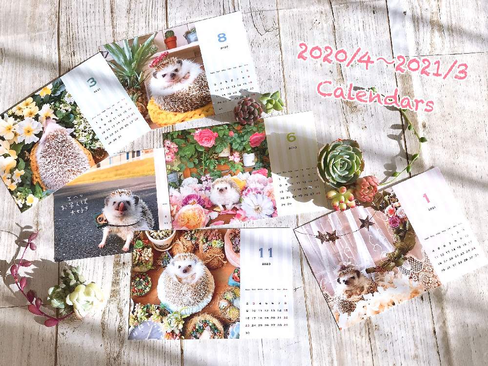 バルコニー/ベランダの画像 by nyacoさん | バルコニー/ベランダとばら バラ 薔薇とバラと暮らすと多肉のある暮らしとハリネズミと多肉女子とハリネズミ☆とカレンダーとバラが好きと花のある暮らしと薔薇♪とバラ・ミニバラとかわいい多肉ちゃんとタニク初心者とタニクちゃんとバラを楽しむと多肉多肉多肉