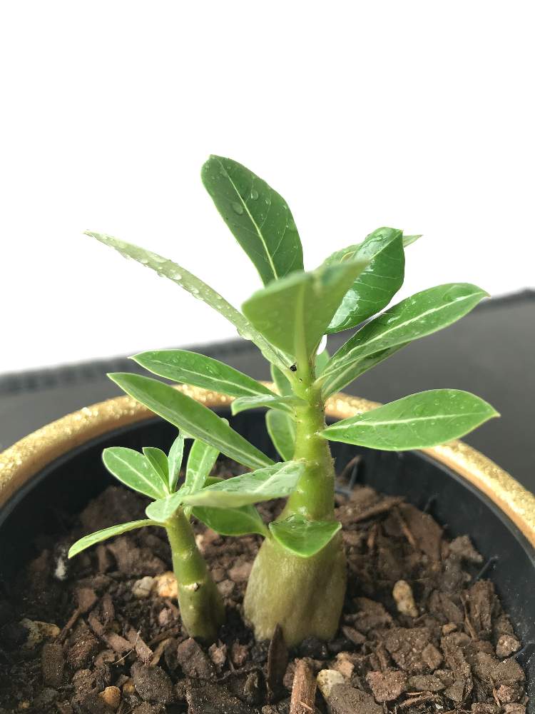 の画像 by asuさん | Adenium Obesumとアデニウム オベスムと多肉植物と植物初心者と強い陽射しと植え替えと緑のある暮らしとハダニ被害と多肉女子と知識をつけなければ!とオーストラリアと思い出と観葉植物のある暮らしと一生ものと海外暮らしと多肉初心者と多肉植物 多肉の有るくらし