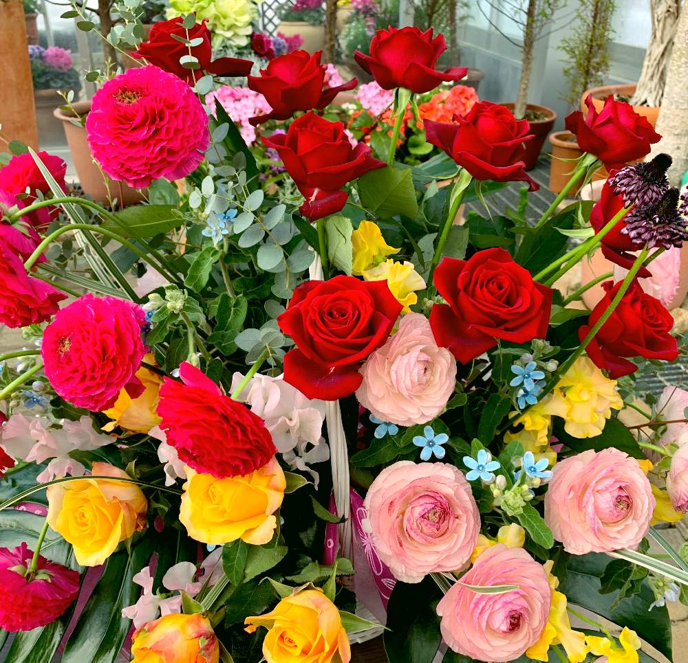 お出かけ先の画像 by 茶々のお庭さん | お出かけ先とブルースターとラナンキュラスとユーカリと薔薇とHTCと温室と【こまち多肉部】とブルーメッセあきたとゆるキャラ倶楽部と薔薇記念日