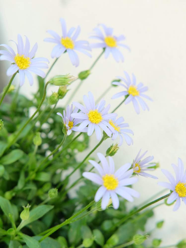 の画像 by Green Terraceさん | ブルーデージーと新規入荷と季節の花とお知らせと花のある暮らしとお花屋さん